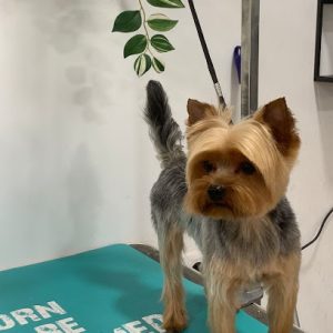 AF1QipOZIOmne8pHVE8sSYRqKstKxZLj7V7-V1mxpmwk=w408-h544-k-no